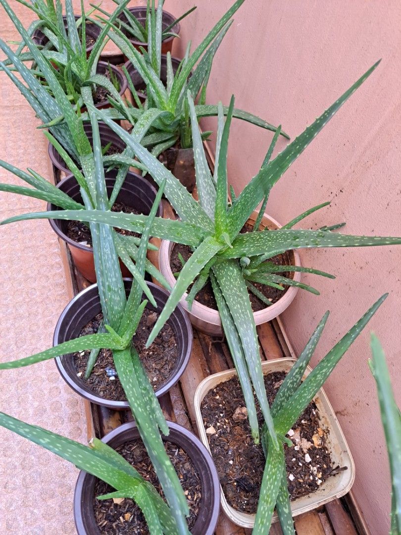 For sale Aloe vera in Quezon City, Furniture & Home Living, Gardening