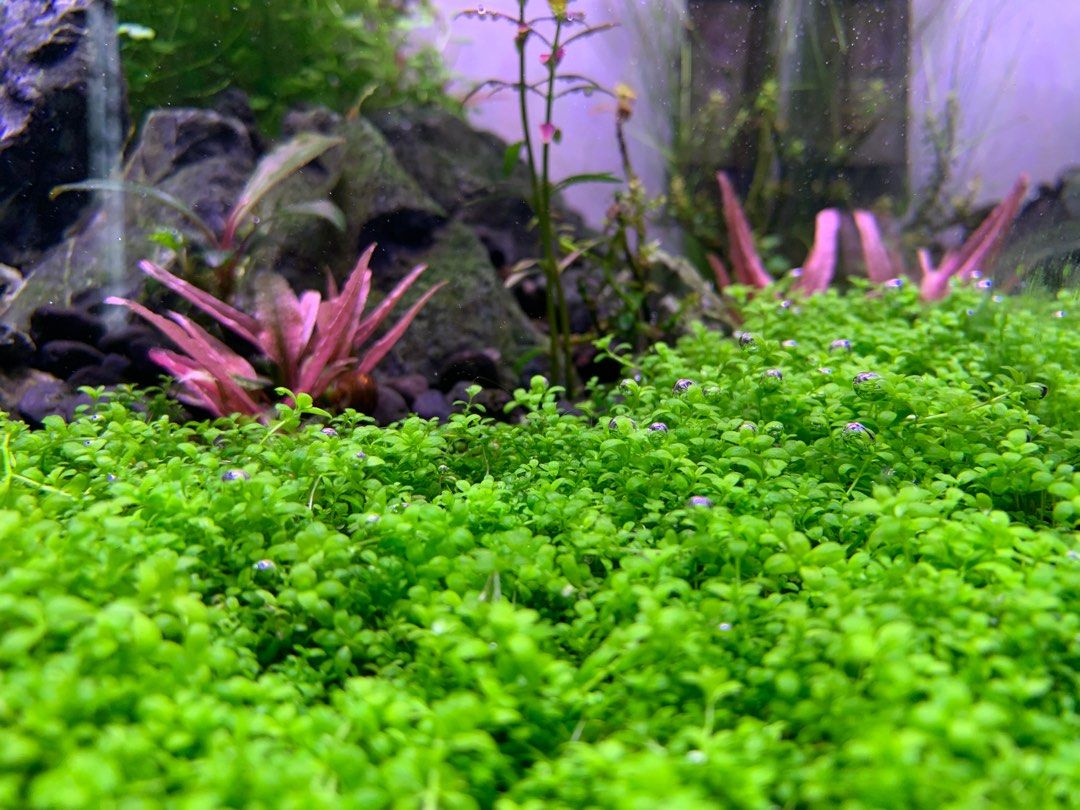 hc-cuba-hemianthus-callitrichoides-submersed-furniture-home-living