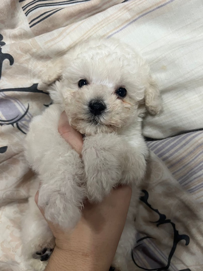 Jual poodle hot sale