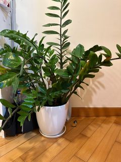 （分類：）位於 。 由 pepsi_gmt 提交（商品編號 1236166415，圖片 1）。簡介： 。