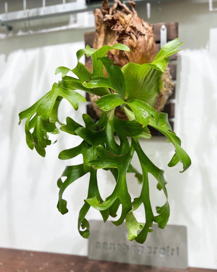 P. coronarium 'Lesasha' 6 コロナリウム レサシャ