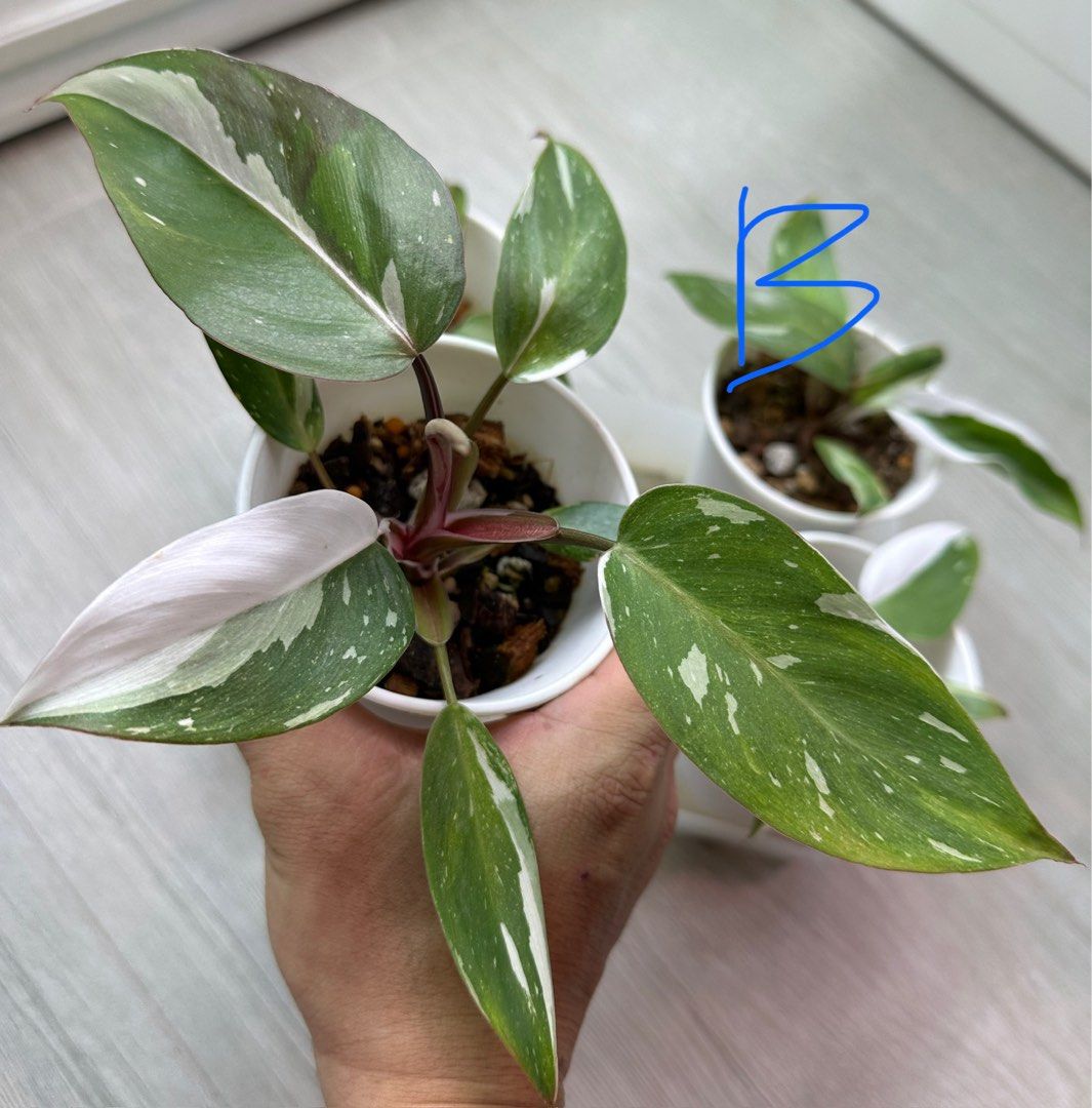 Philodendron Red Anderson, Furniture & Home Living, Gardening, Plants ...
