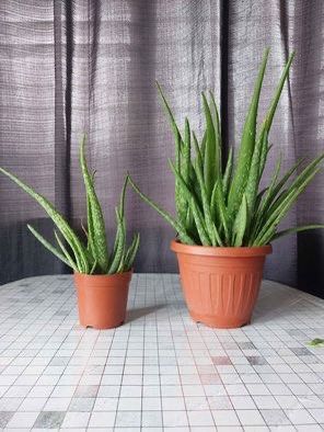 Aloe vera plants potted