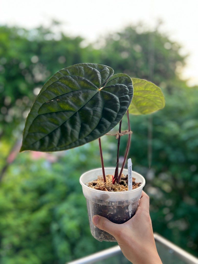 Anthurium Luxurians X Besseae aff, Furniture & Home Living, Gardening,  Plants & Seeds on Carousell