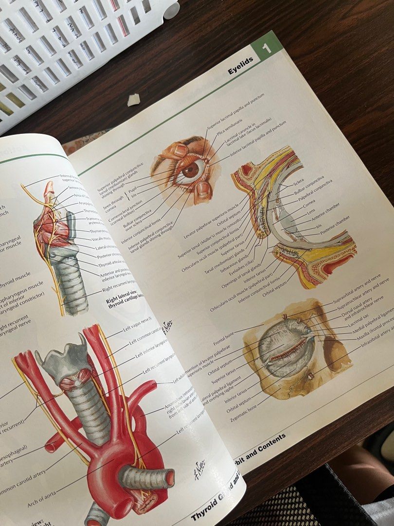 Atlas of Human Anatomy by FH Netter, Hobbies & Toys, Books & Magazines ...