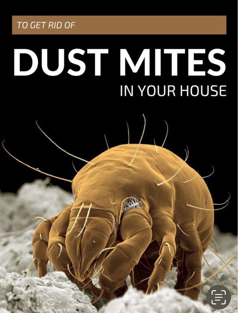 Dust Mites removal for bed/ Sofas, Home Services, Home Cleaning, Mattress Cleaning on Carousell