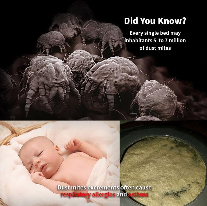 Dust Mites removal for bed/ Sofas, Home Services, Home Cleaning