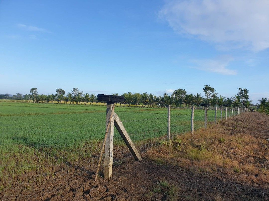 Farm Land / libmanan Camarines Sur., Property, For Sale, Lot on Carousell