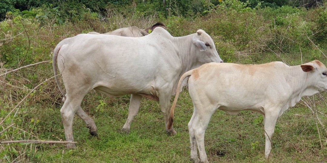 Farm Land / libmanan Camarines Sur., Property, For Sale, Lot on Carousell