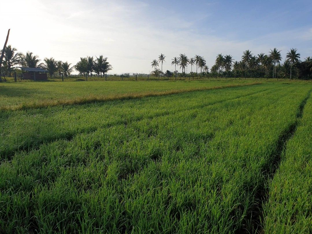 Farm Land / libmanan Camarines Sur., Property, For Sale, Lot on Carousell