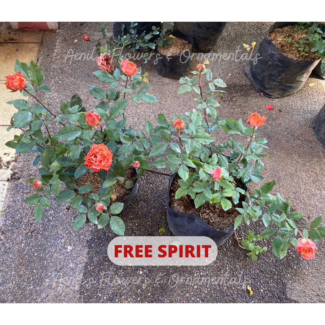 Rosa 'Free Spirit' (Live Rose Plant), Furniture & Home Living ...