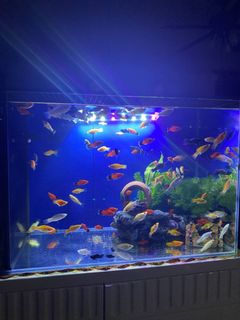 (Category: ) located in . Submitted by fxd721 (Listing ID 1236462339, Image 1). Description: .