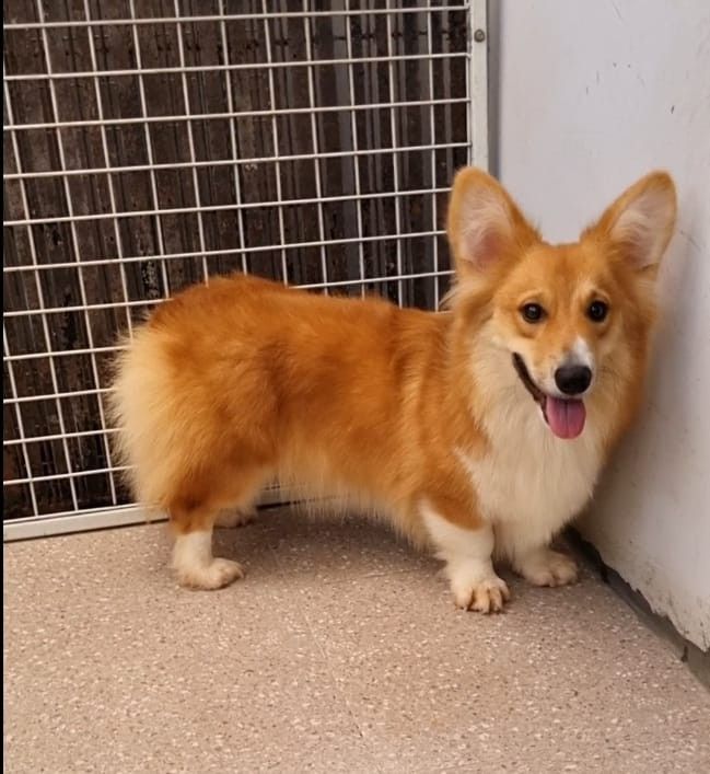 Corgi dog harga 2025