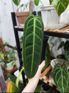 （分類：）位於 。 由 4everGrow 提交（商品編號 1214921853，圖片 1）。簡介： 。