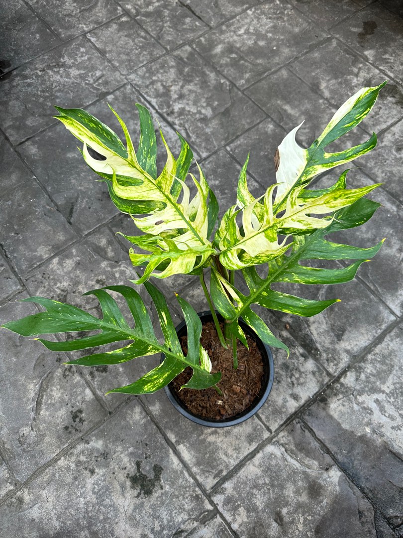 Epipremnum Pinnatum Yellow Flame No.1 size S