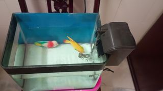 Simple Minimalist Aquarium /Aqua terrarium set with fishes (easy