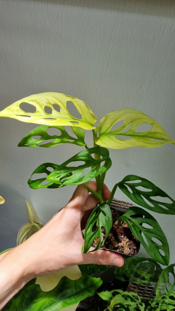 Monstera Adansonii 'Archipelago' Variegated, Furniture & Home Living