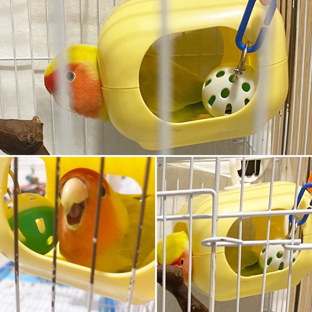 Lovebird toys best sale