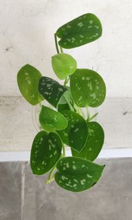 (Category: ) located in . Submitted by plantitrighthere (Listing ID 1236471682, Image 1). Description: .