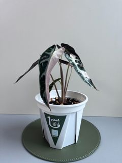 （分類：）位於 。 由 1plant_ 提交（商品編號 1240533632，圖片 1）。簡介： 。
