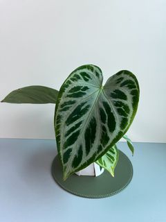 （分類：）位於 。 由 1plant_ 提交（商品編號 1240521880，圖片 1）。簡介： 。