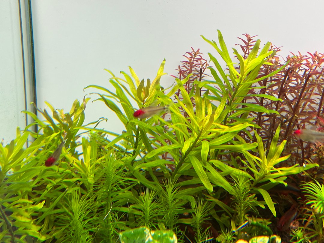 Set 5 Piante Acquatiche Per Acquario - Limnophila, Alternanthera, Ammannia, Ludwigia, Radicate - Foto 6