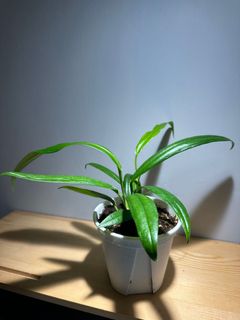 （分類：）位於 。 由 garygary.710 提交（商品編號 1240500147，圖片 1）。簡介： 。