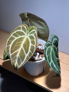 （分類：）位於 。 由 garygary.710 提交（商品編號 1240499947，圖片 1）。簡介： 。