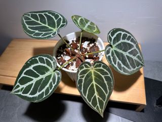 （分類：）位於 。 由 garygary.710 提交（商品編號 1238706682，圖片 1）。簡介： 。