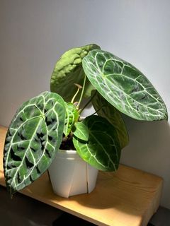 （分類：）位於 。 由 garygary.710 提交（商品編號 1238996293，圖片 1）。簡介： 。