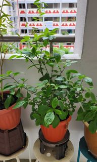 (Category: ) located in . Submitted by corridorgardening (Listing ID 1240487040, Image 1). Description: .