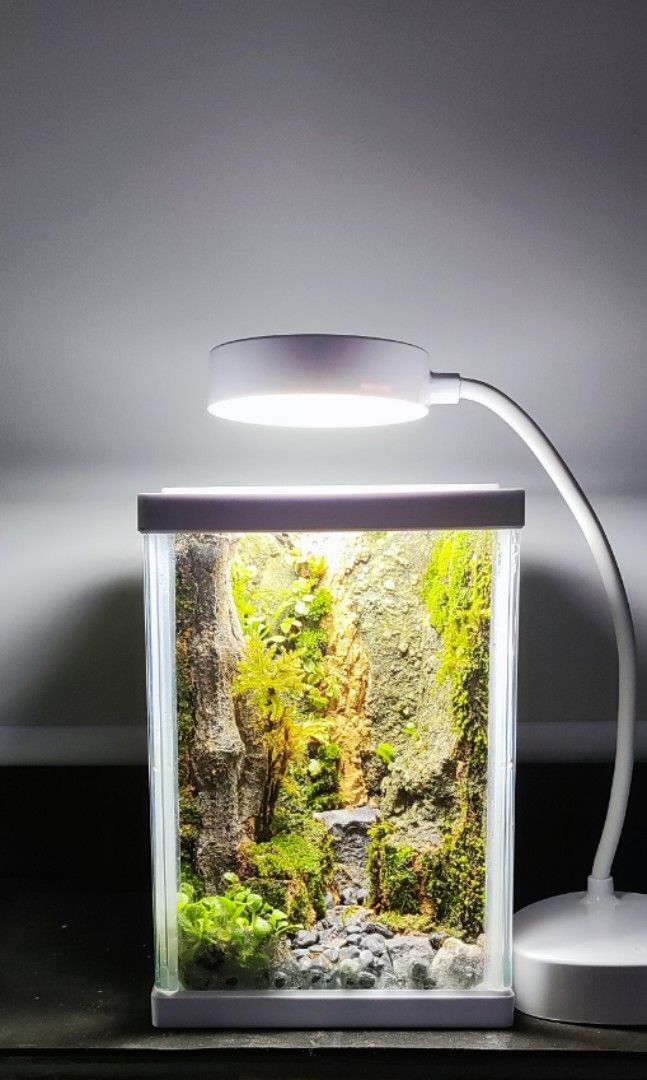 Enclosed Terrarium, Furniture & Home Living, Gardening, Plants & Seeds