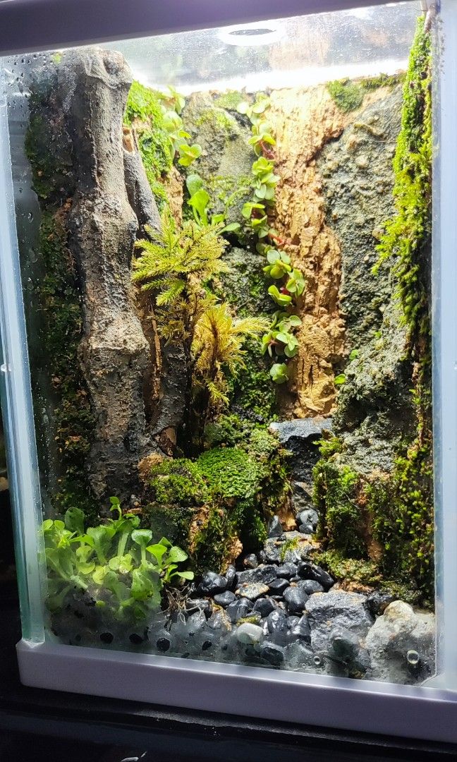 Enclosed Terrarium, Furniture & Home Living, Gardening, Plants & Seeds