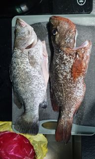 (Category: ) located in . Submitted by jl_like2fish (Listing ID 1240523638, Image 1). Description: .
