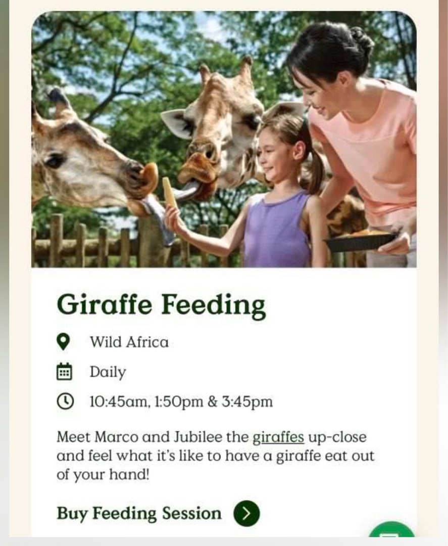 Giraffe feeding on 8 Jul 2023 345pm Singapore Zoo, Tickets & Vouchers, Event Tickets on Carousell