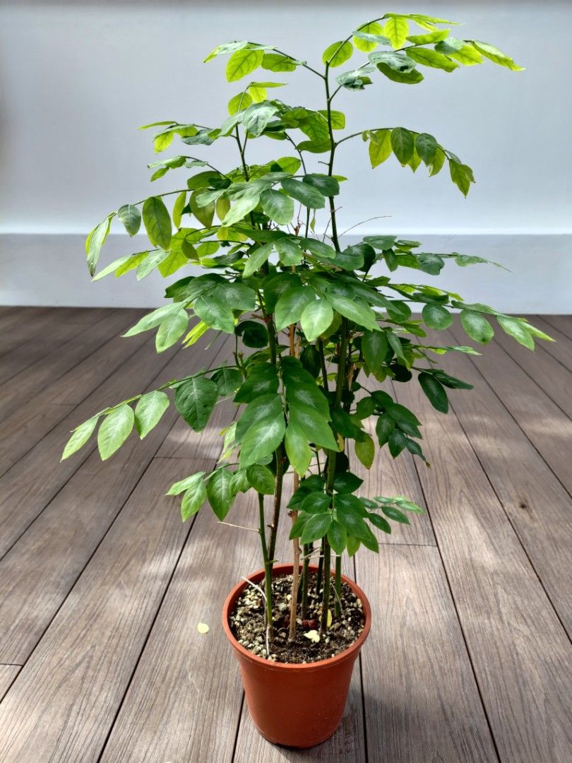 mani-cai-plant-growing-well-furniture-home-living-gardening