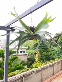 （分類：）位於 。 由 pteridology 提交（商品編號 1240522958，圖片 1）。簡介： 。