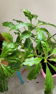 (Category: ) located in . Submitted by corridorgardening (Listing ID 1240486809, Image 1). Description: .