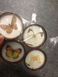 早期台灣外銷蝴蝶標本杯墊