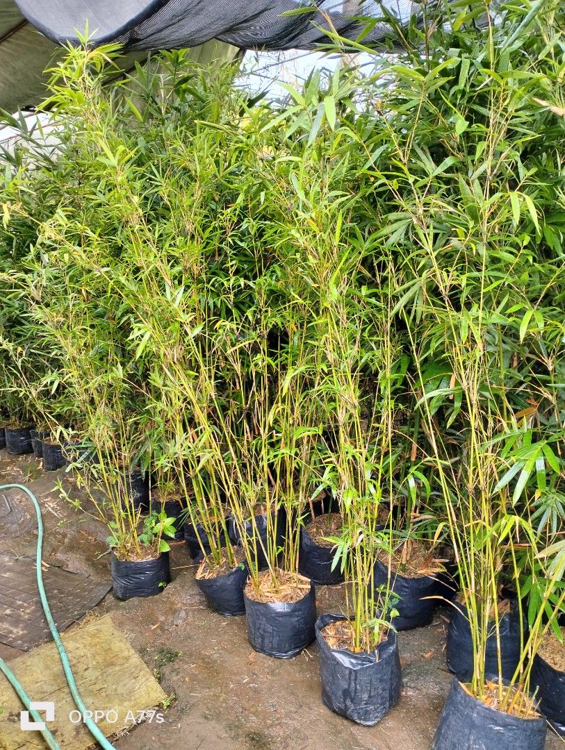 Chinese bamboo, Furniture & Home Living, Gardening, Gardening Tools & Ornaments on Carousell