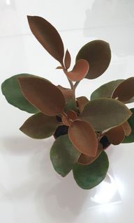 (Category: ) located in . Submitted by urban.cultivar (Listing ID 1242188535, Image 1). Description: .