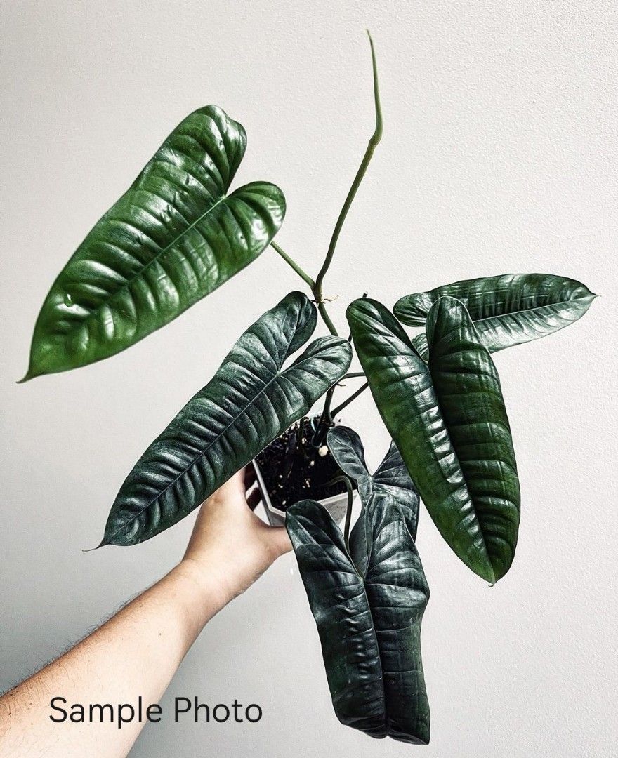 goeldii philodendron Philodendron goeldii