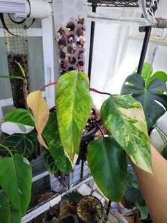 (Category: ) located in . Submitted by nospaceforplants (Listing ID 1242200811, Image 1). Description: .
