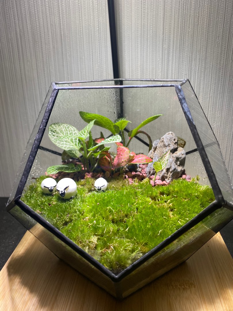 Terrarium Sheeps in the farm, Furniture & Home Living, Gardening
