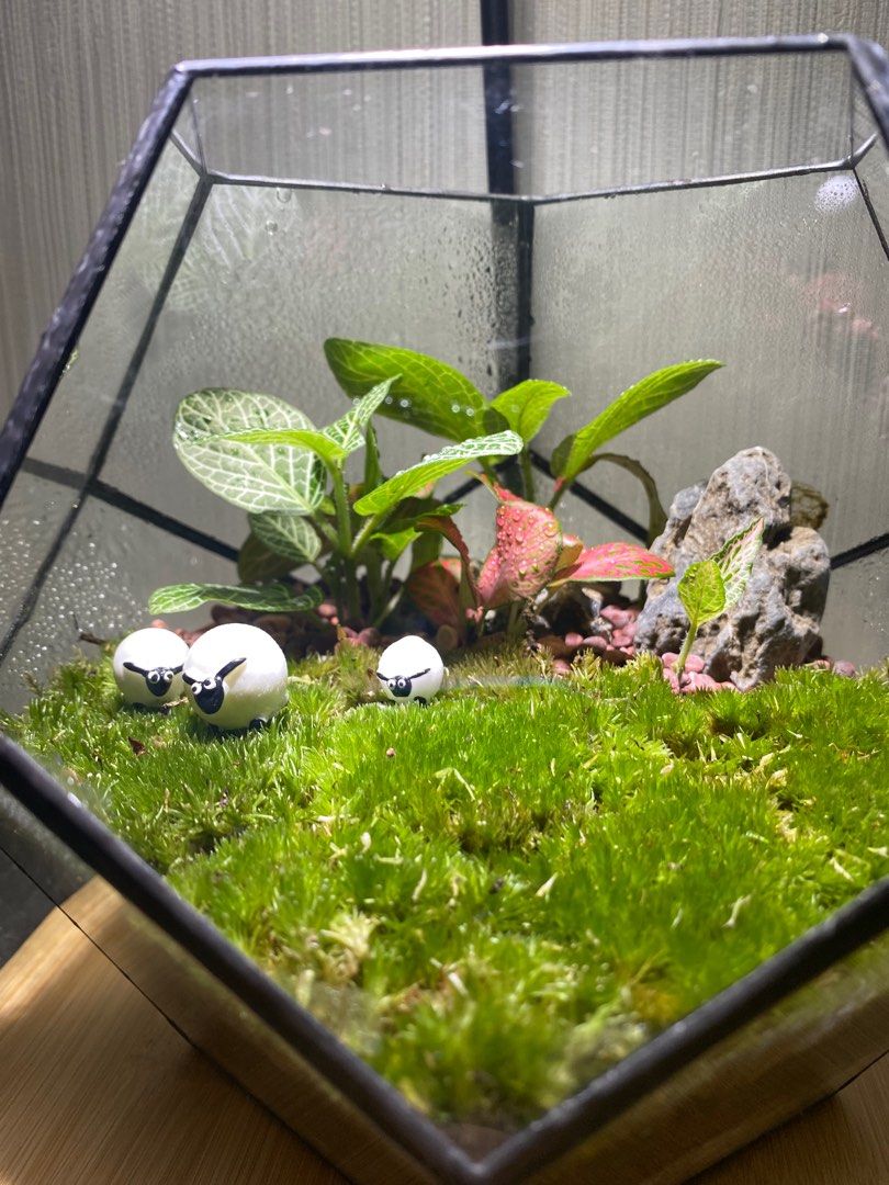 Terrarium Sheeps in the farm, Furniture & Home Living, Gardening