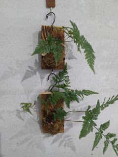 小上板植物-兔腳蕨