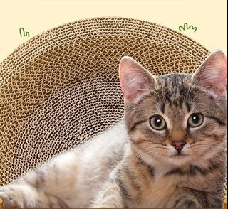 (Category: ) located in . Submitted by catwarehouse (Listing ID 1242468325, Image 1). Description: .