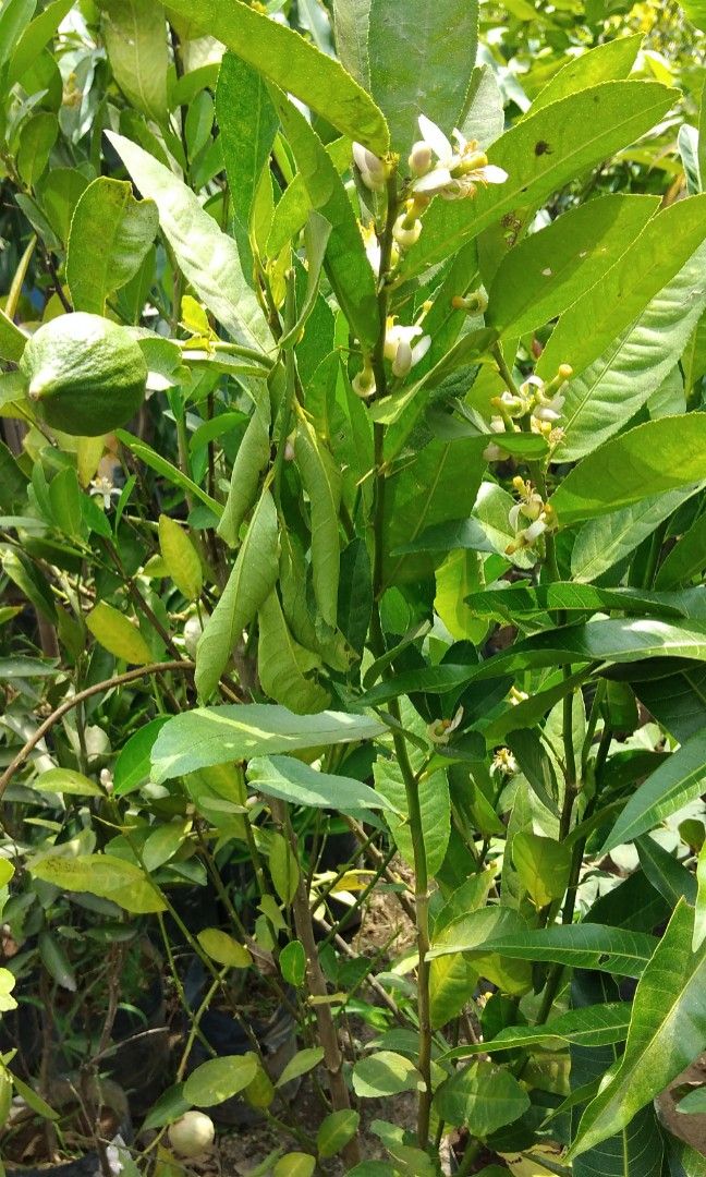 Grafted fruits trees (Category: Plants & Seeds) located in Caloocan City. Submitted by mhayn (Listing ID 1242464490, Image 2). Description: Fruits trees 3ft to 4ft height (marcot) - American lemon - orange - ponkan - Mulberry - Carabao mango Subject for availability #graftedtree #fruittrees #plantitoplantita.
