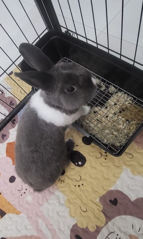 Ongoing Pet Boarding for Rabbit Bunny Bunnies Guinea Pig Northeast