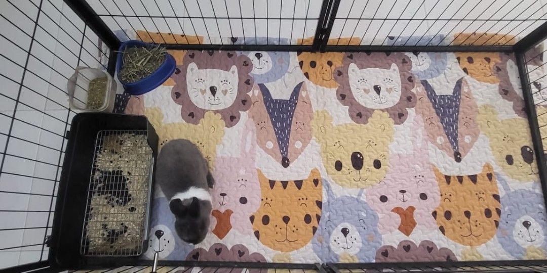 Ongoing Pet Boarding for Rabbit Bunny Bunnies Guinea Pig Northeast